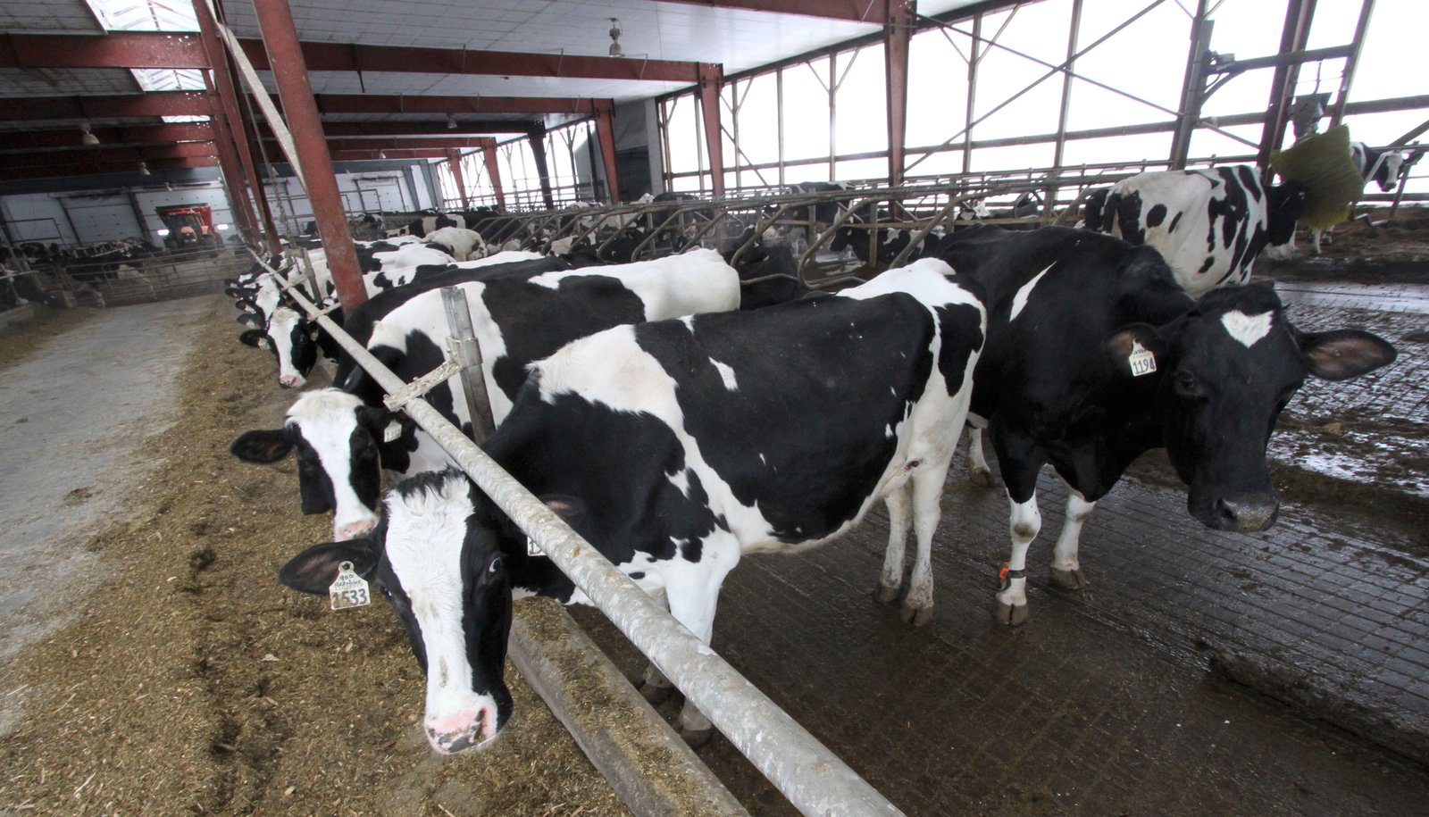 Cows in the cow barn eat when they are hungry and big rakes automatically collect manure from the floors to feed the biogas operation on on the Callaghan family farm in Lindsay, Ontario. Ontario has built about 30 similar projects that produce electricity, clean up environmental problems and creates economic diversification on the farm. Photo David Dodge, GreenEnergyFutures.ca