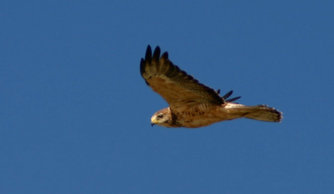 Keeping turbines off of ridge tops, upwind of side slopes, and away from pronounced valleys, help reduce raptor fatalities in wind farms. Photo David Dodge, Green Energy Futures