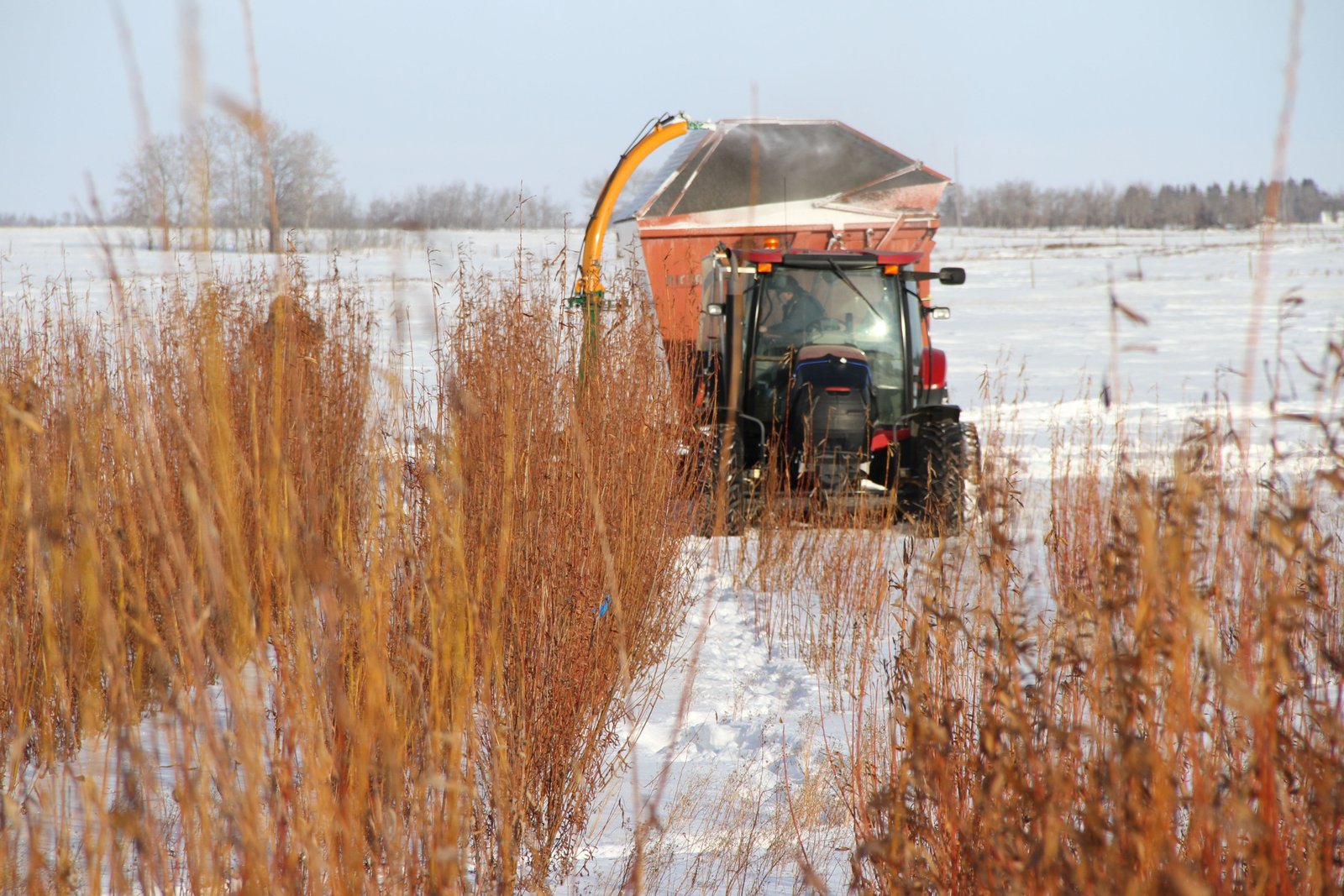 Photo David Dodge, Green Energy Futures Willow harvesting at Ohaton Sewage Lagoon, Camrose County, Alberta