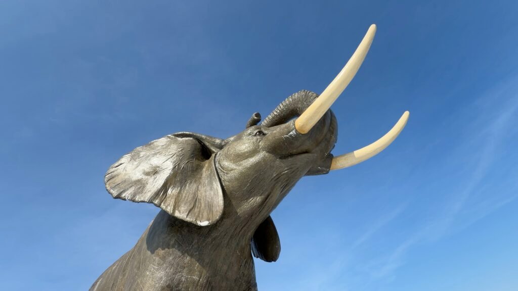 Jumbo artsy cropped
