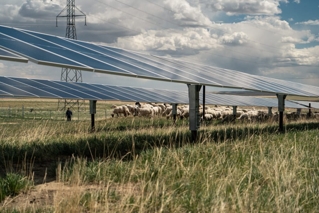 Travers Solar Farm with sheep grazing